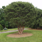 Pinus densiflora Umbraculifera Compact Tanyosho Pine