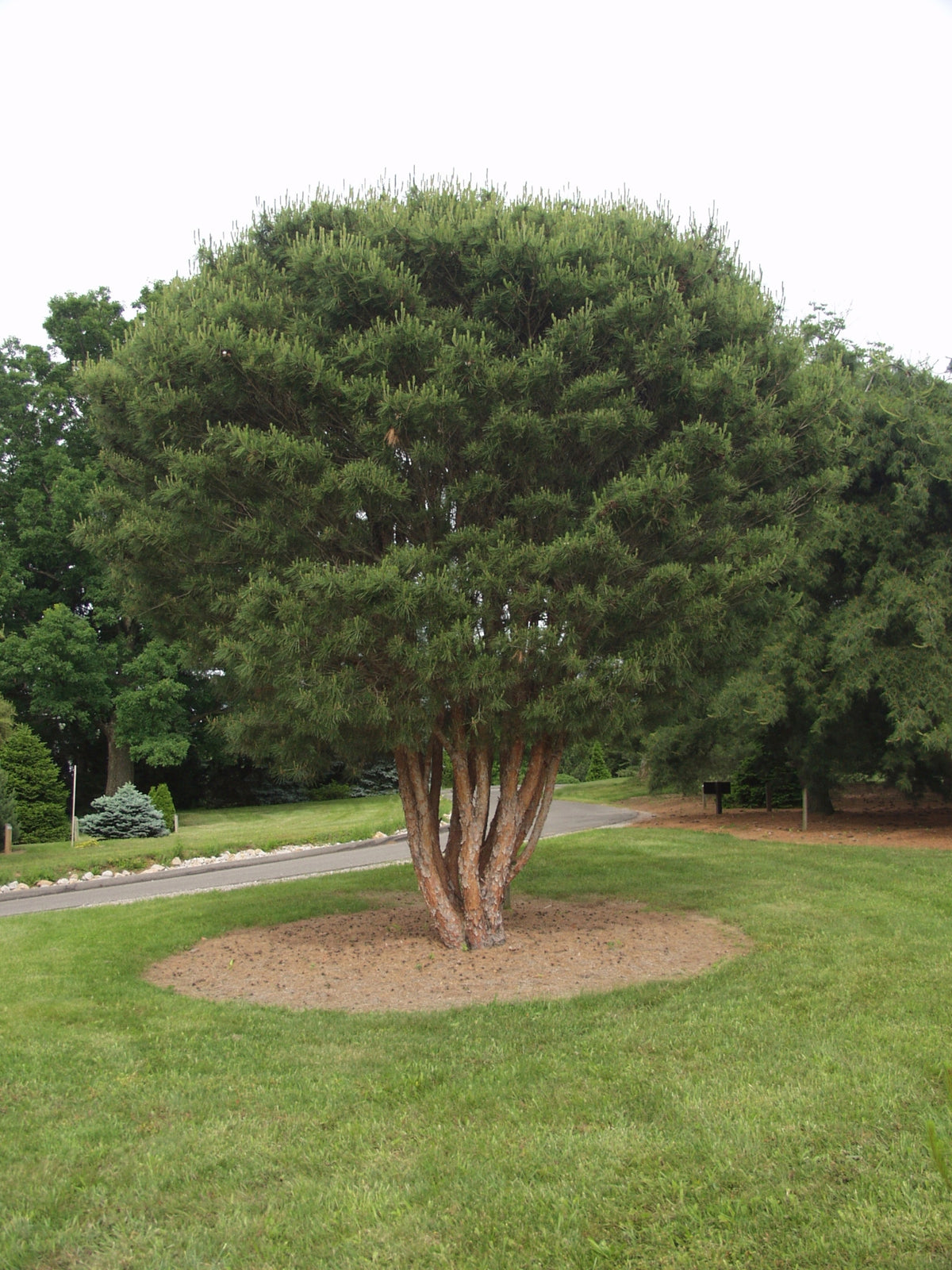 Pinus densiflora Umbraculifera Compact Tanyosho Pine