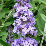 Buddleia Flutterby Petite Blue Heaven Podaras #8 PP22069 Blue Heaven Butterfly Bush