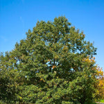 Quercus velutina Black Oak