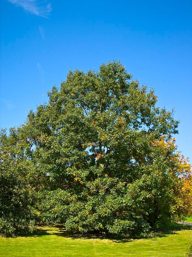 Quercus velutina Black Oak