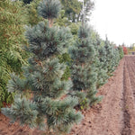 Pinus flexilis Extra Blue Extra Blue Limber Pine