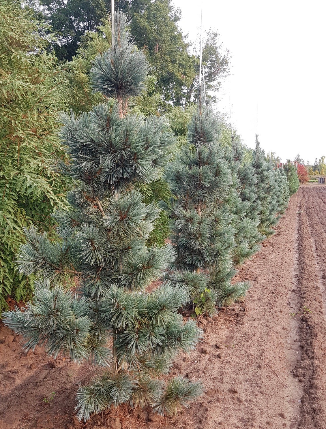 Pinus flexilis Extra Blue Extra Blue Limber Pine