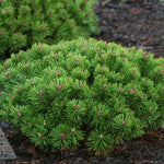 Pinus mugo Teeny Teeny Dwarf Mugo Pine