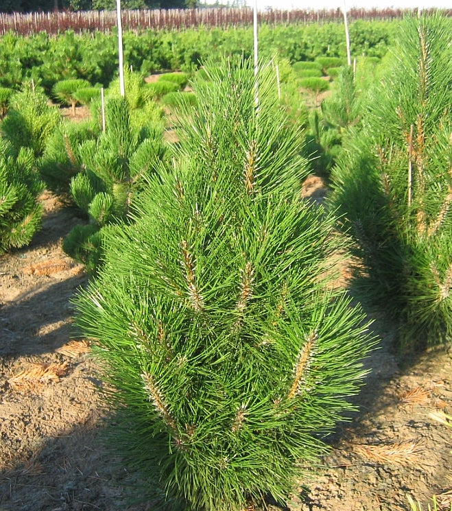 Pinus nigra Arnold Sentinel Arnold Sentinel Columnar Pine