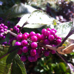 Callicarpa dichotoma Early Amethyst Beautyberry
