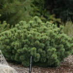 Pinus parviflora Catherine Elizabeth Catherine Elizabeth Japanese White Pine