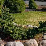 Pinus parviflora Fukuzumi Fukuzumi Japanese White Pine