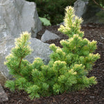 Pinus parviflora Goldilocks Goldilocks Japanese White Pine