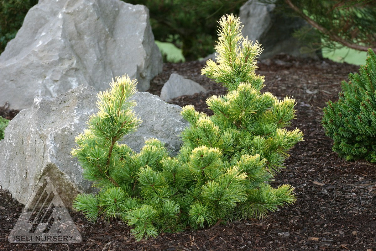 Pinus parviflora Goldilocks Goldilocks Japanese White Pine