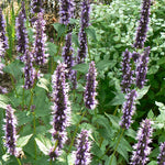 Agastache x Black Adder Hyssop