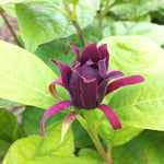 Calycanthus floridus Carolina Allspice