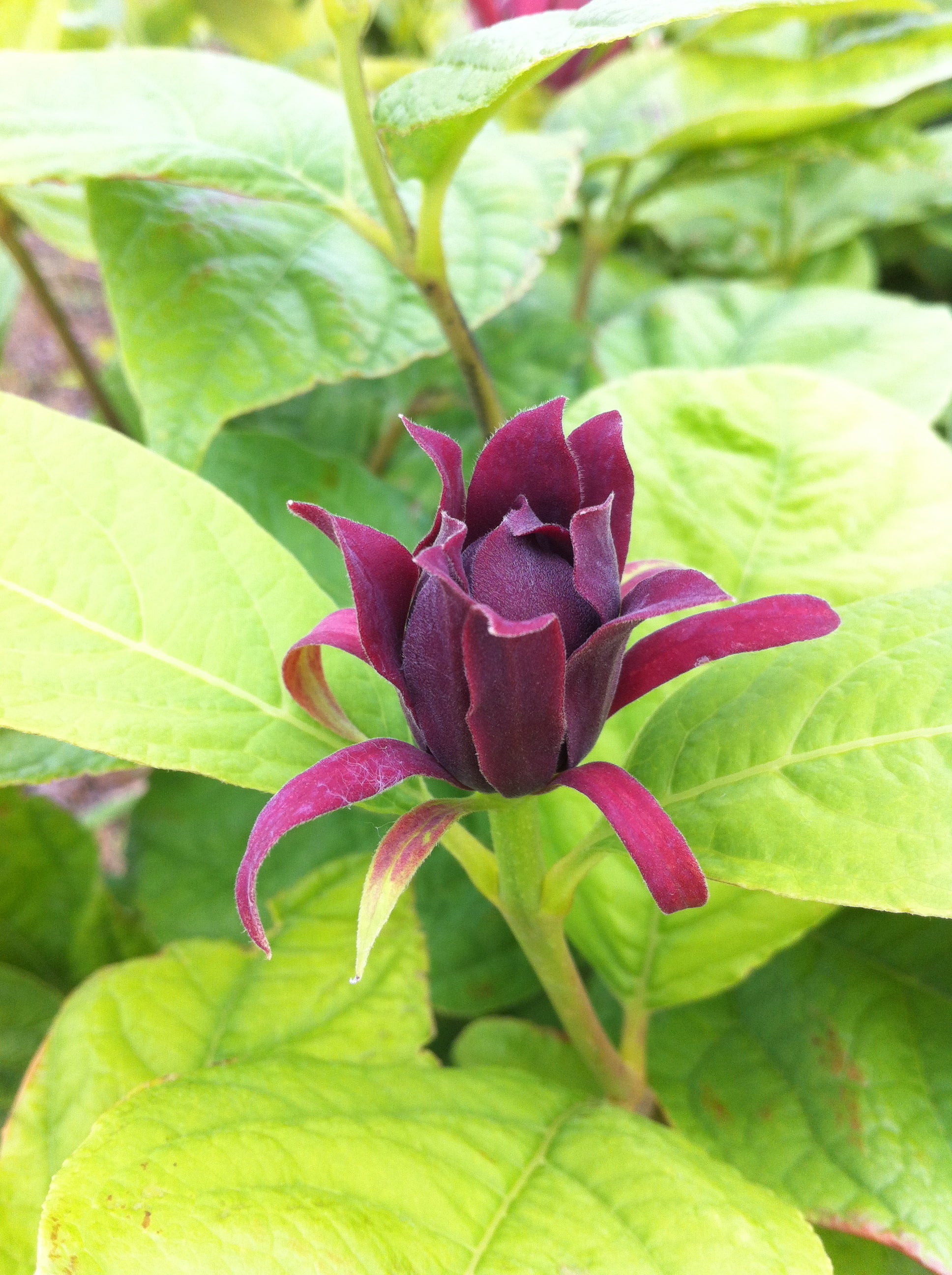 Calycanthus floridus Carolina Allspice