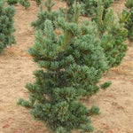 Pinus parviflora Tempelhof Tempelhof Japanese White Pine