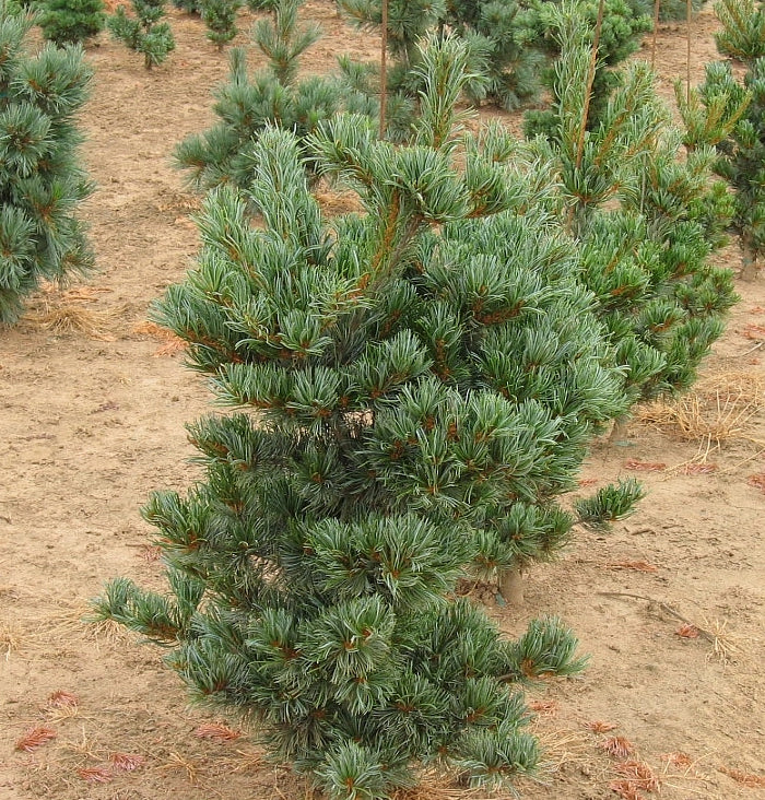 Pinus parviflora Tempelhof Tempelhof Japanese White Pine