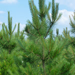 Pinus resinosa Red Pine