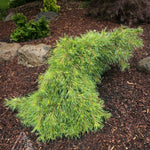 Pinus strobus Niagara Falls Niagara Falls Eastern White Pine