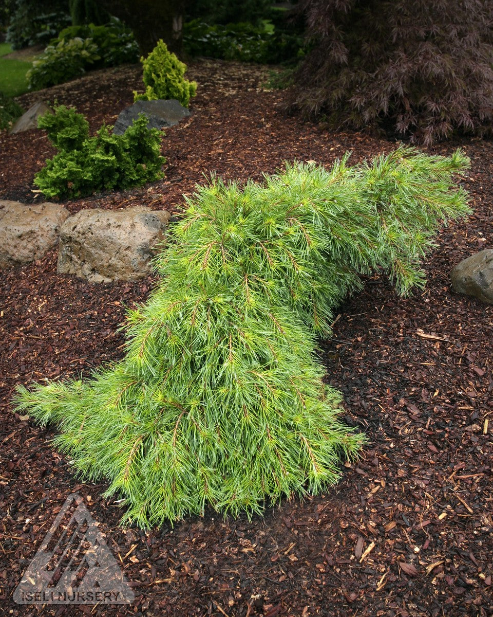 Pinus strobus Niagara Falls Niagara Falls Eastern White Pine