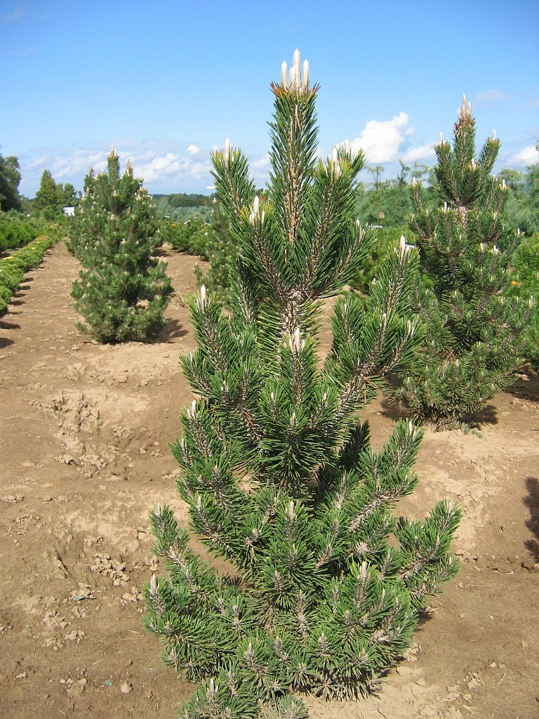 Pinus thunbergii Kotobuki Kotobuki Dwarf Japanese Black Pine