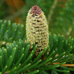 Abies fraseri Fraser Fir