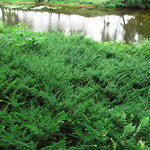 Taxus canadensis Canadian Yew