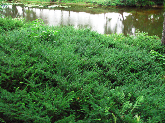 Taxus canadensis Canadian Yew
