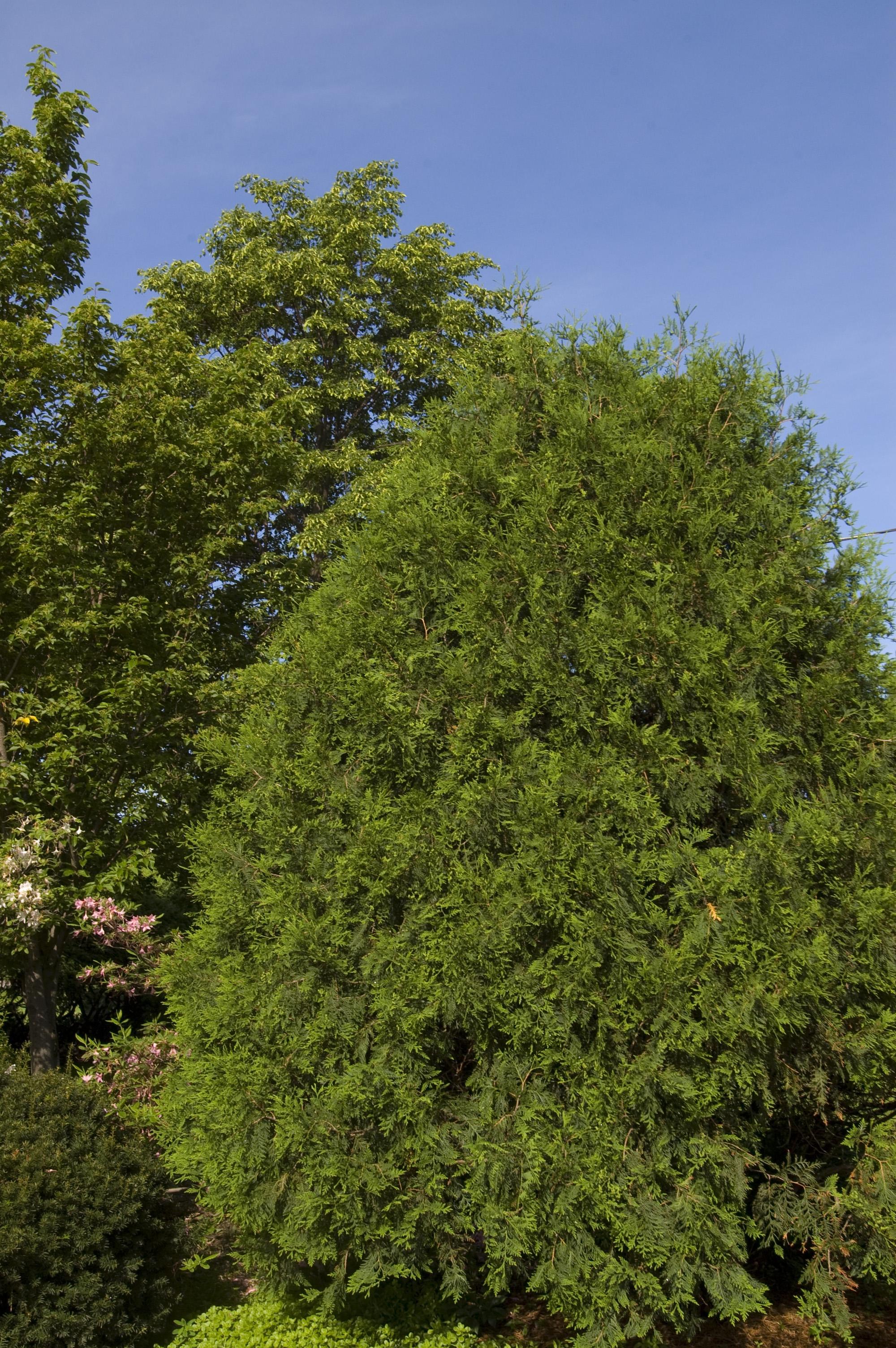 Thuja occidentalis Techny Techny White Cedar