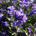 Caryopteris x clandonensis Dark Knight Bluebeard