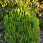 Thuja orientalis Morgan Morgan Cedar