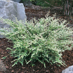 Tsuga canadensis Gentsch White Gentsch White Canadian Hemlock