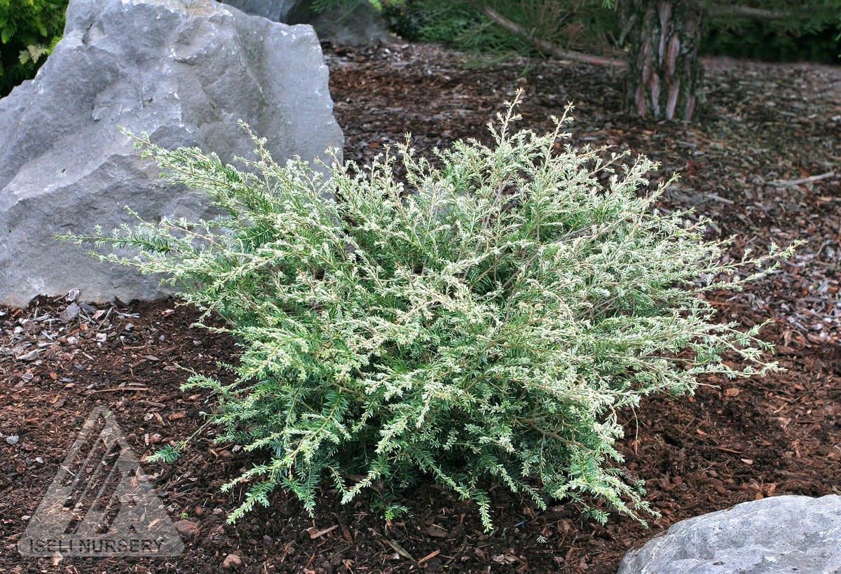 Tsuga canadensis Gentsch White Gentsch White Canadian Hemlock
