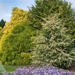 Tsuga canadensis Summer Snow Summer Snow Canadian Hemlock