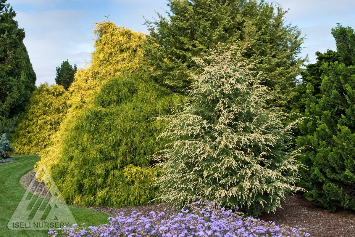 Tsuga canadensis Summer Snow Summer Snow Canadian Hemlock