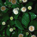 Cephalanthus occidentalis Buttonbush