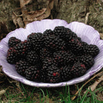 Blackberry Black Satin Black Satin Thornless Blackberry