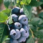 Blueberry Chandler Chandler Blueberry