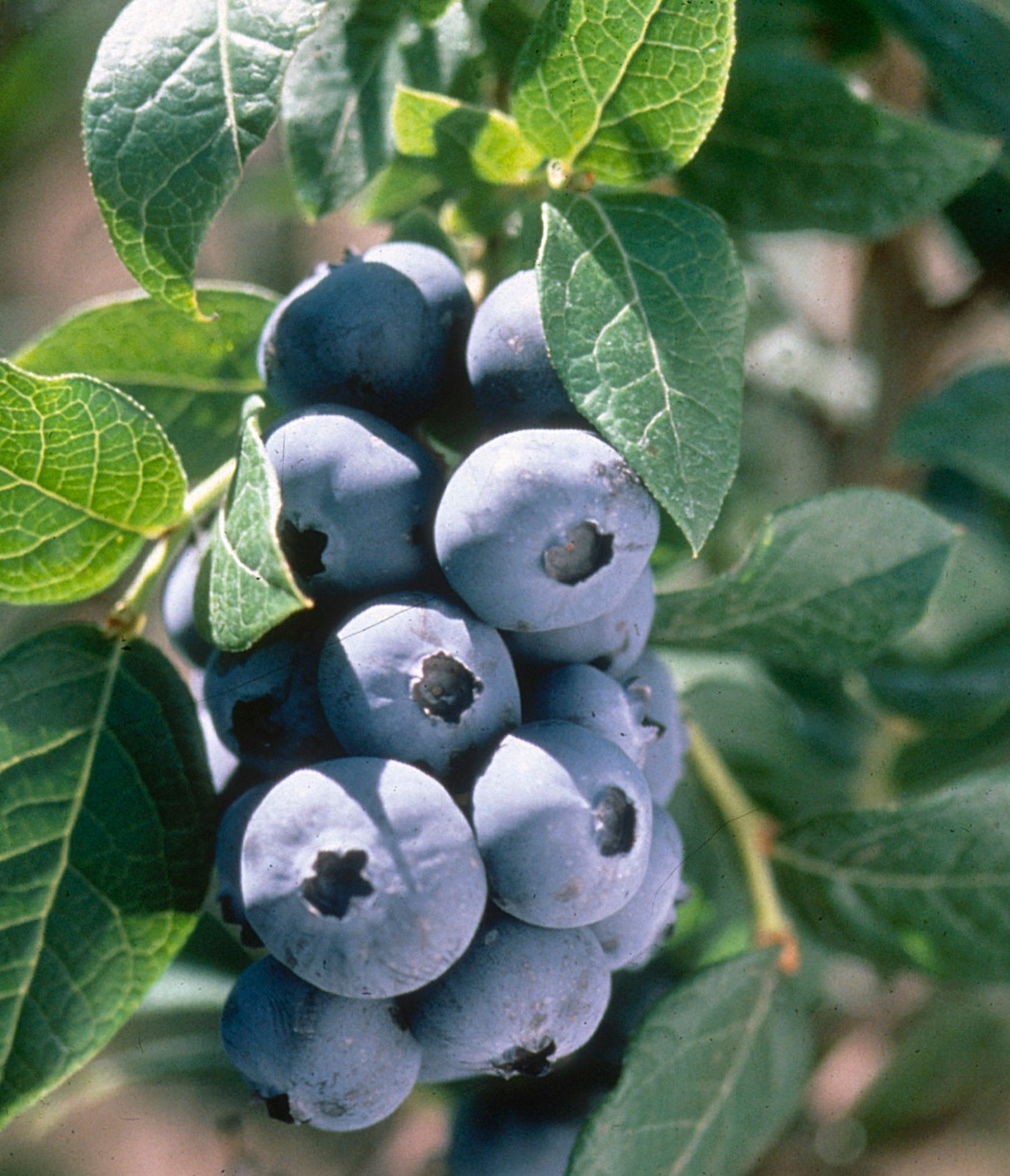 Blueberry Chandler Chandler Blueberry