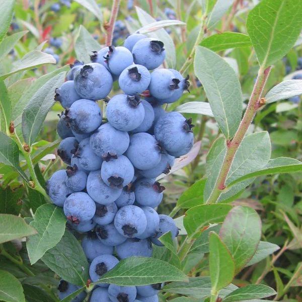 Blueberry Top Hat Top Hat Blueberry
