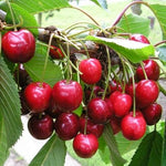 Cherry Lapins Lapins Cherry