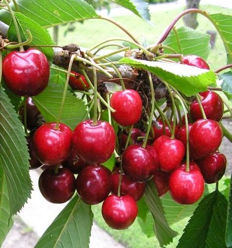 Cherry Lapins Lapins Cherry