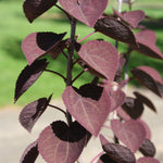 Cercidiphyllum japonicum Red Fox Rotfuchs Red Fox Katsura