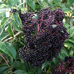 Elderberry Scotia Scotia Elderberry