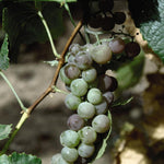 Grape Himrod Seedless Grape