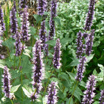 Agastache x Black Adder Black Adder Hyssop