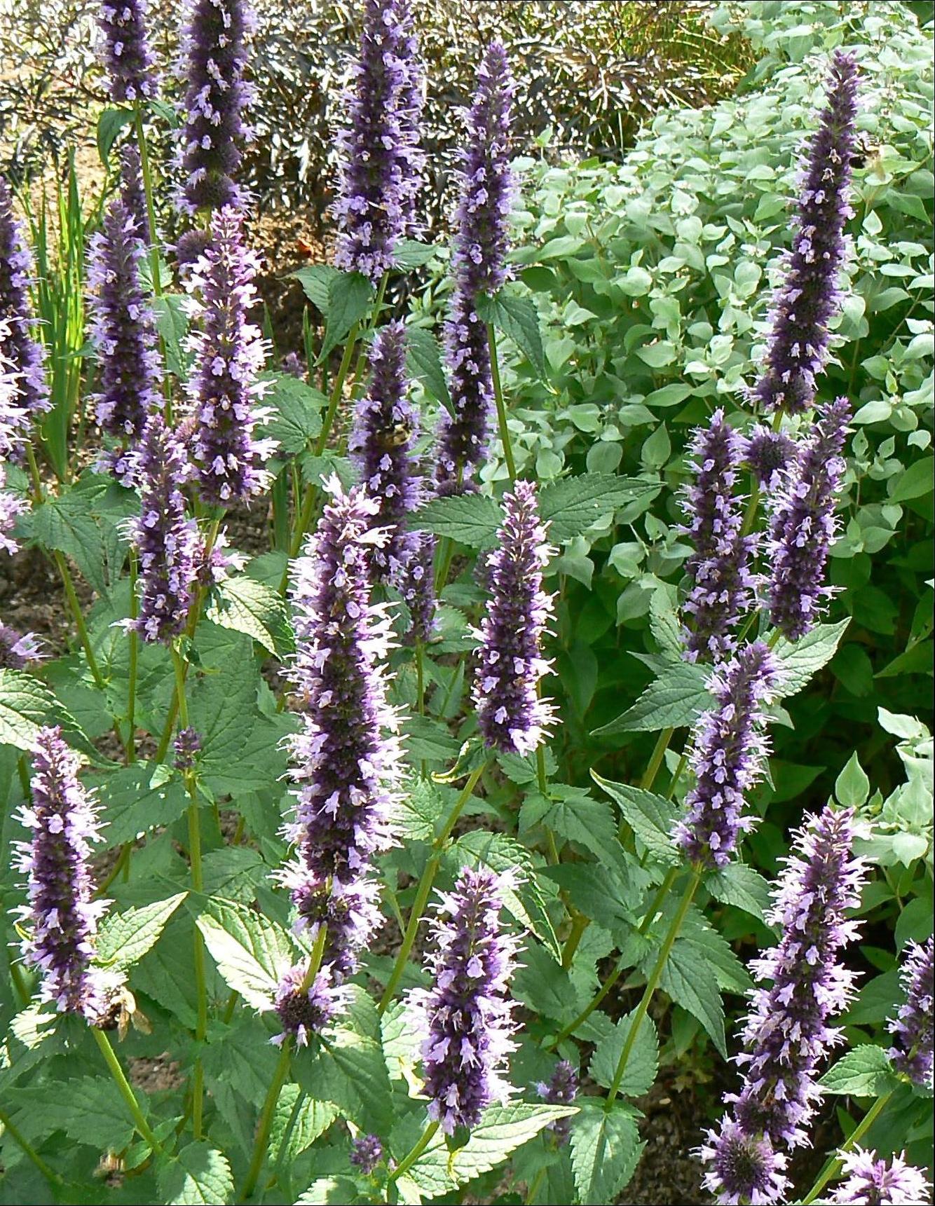 Agastache x Black Adder Black Adder Hyssop