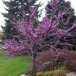 Cercis canadensis Eastern Redbud
