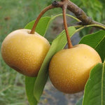 Pear Chojuro Chojuro Asian Pear