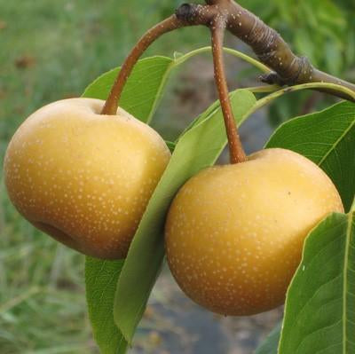 Pear Chojuro Chojuro Asian Pear