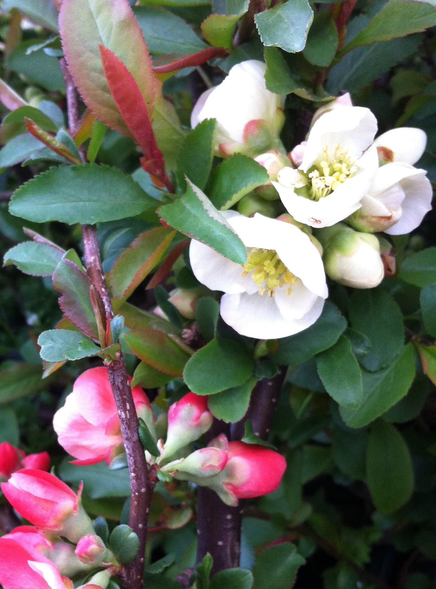 Chaenomeles speciosa Toyo Nishiki Japanese Quince