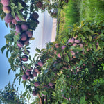 Plum Valor Valor Plum